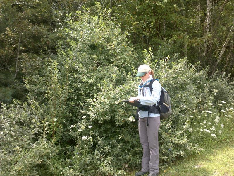 Surveying several large, invasive autumn olive shrubs at the edge of a field. Courtesy of the Maine Department of Agriculture, Conservation and Forestry.