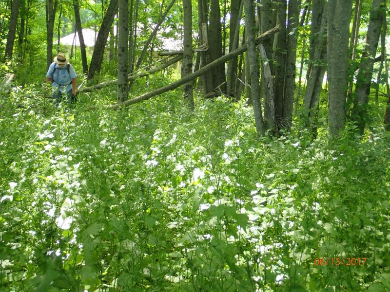 A project staff member surveys a large patch of invasive garlic mustard in Sidney. Courtesy of the Maine Department of Agriculture, Conservation and Forestry.