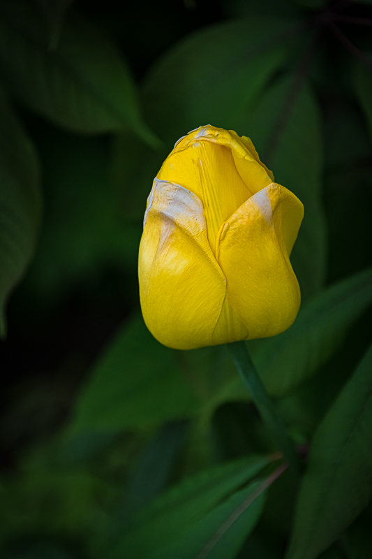Martin Grassie photo
