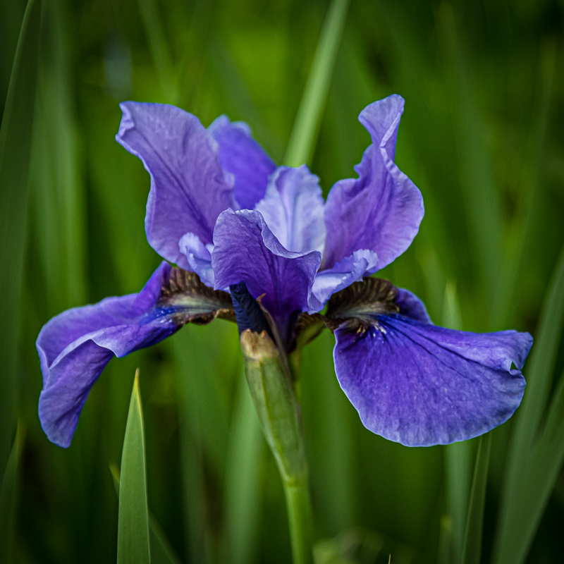 Martin Grassie photo