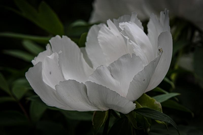 Martin Grassie photo