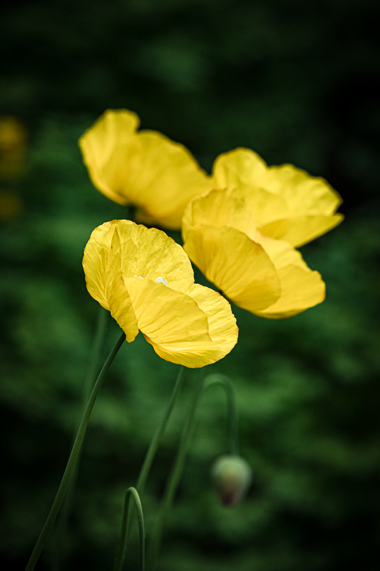 Martin Grassie photo