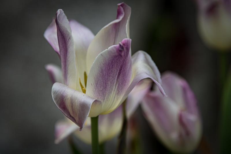 Martin Grassie photo