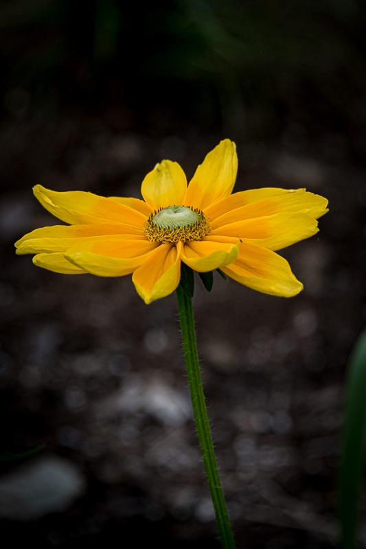 Martin Grassie photo
