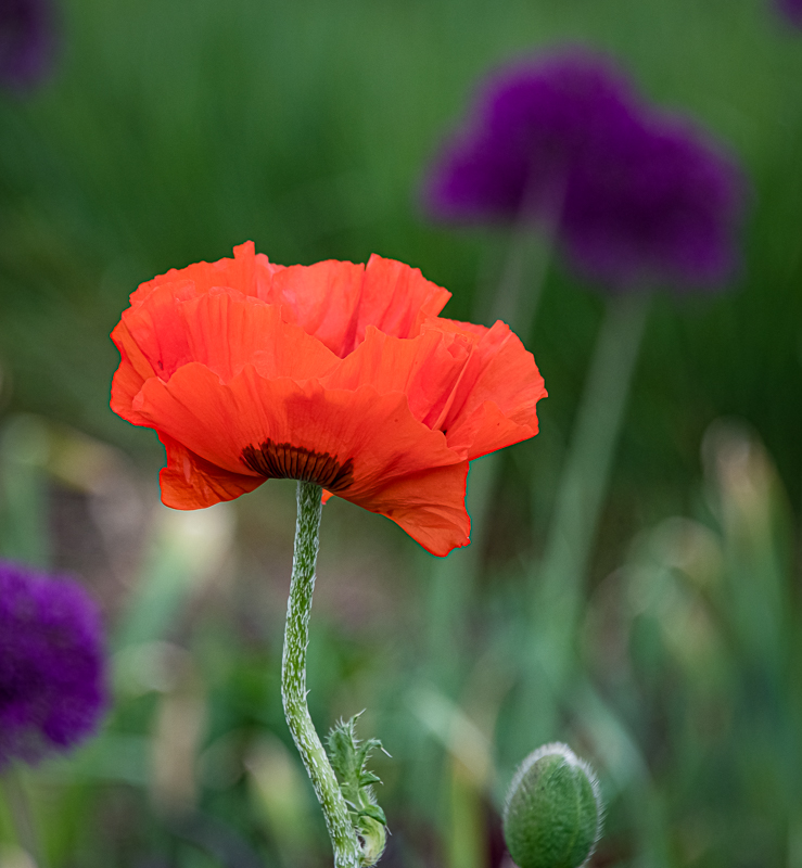 Martin Grassie photo