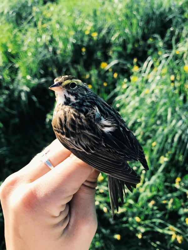 Grasslands birds, migration and climate change lecture - Boothbay Register