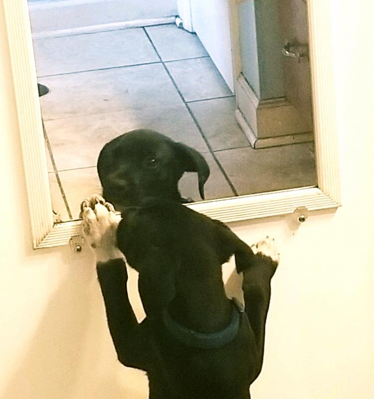 You barkin’ at me? Courtesy photo