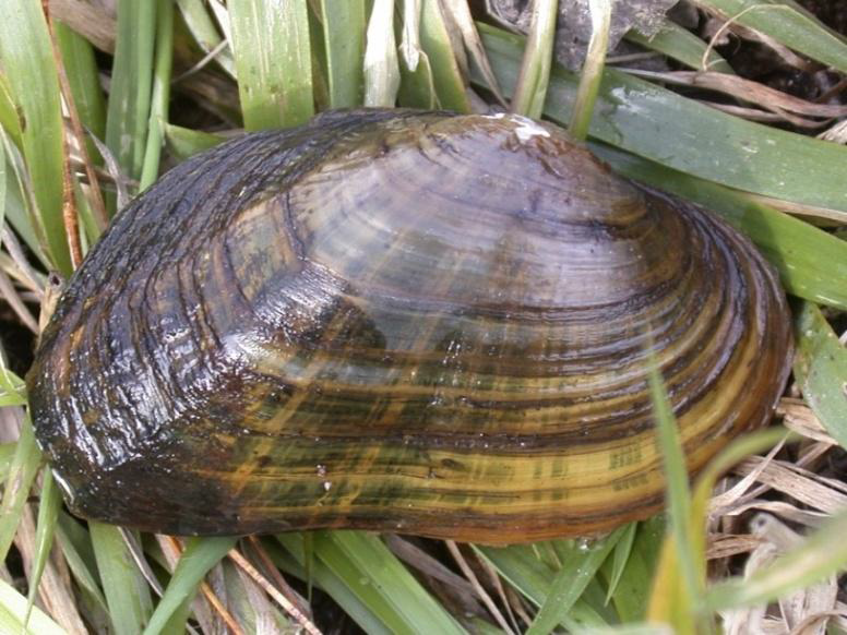 Brook Floater, a freshwater mussel whose habitat is protected by the recent Conservation Easement donation. Freshwater mussels are the most endangered group of animals in North America. Photo by Ethan Nedeau.
