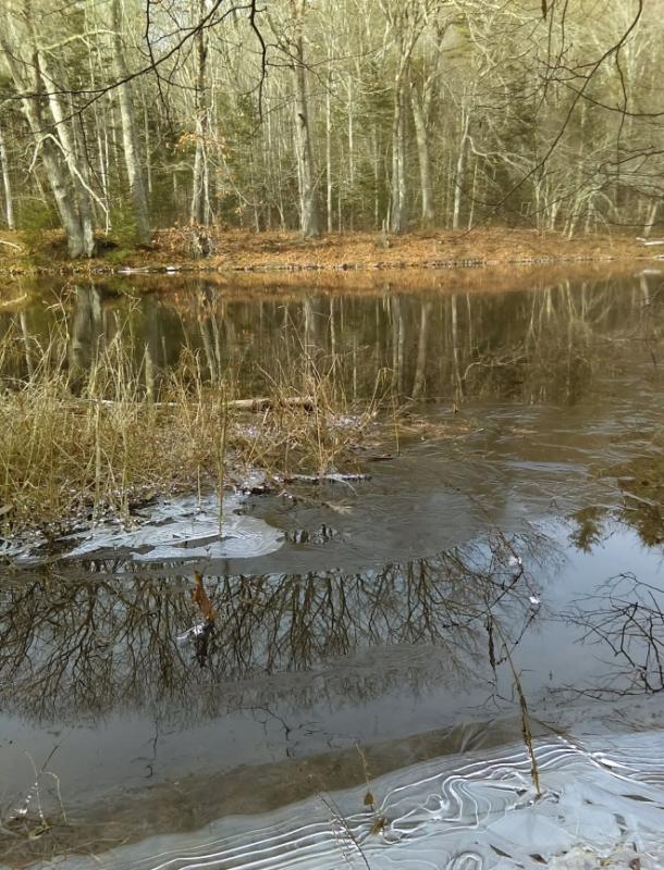 The recent Conservation Easement includes nearly 500 feet of frontage on the Sheepscot River, protecting water quality and wildlife habitat on this scenic river. Courtesy of Midcoast Conservancy