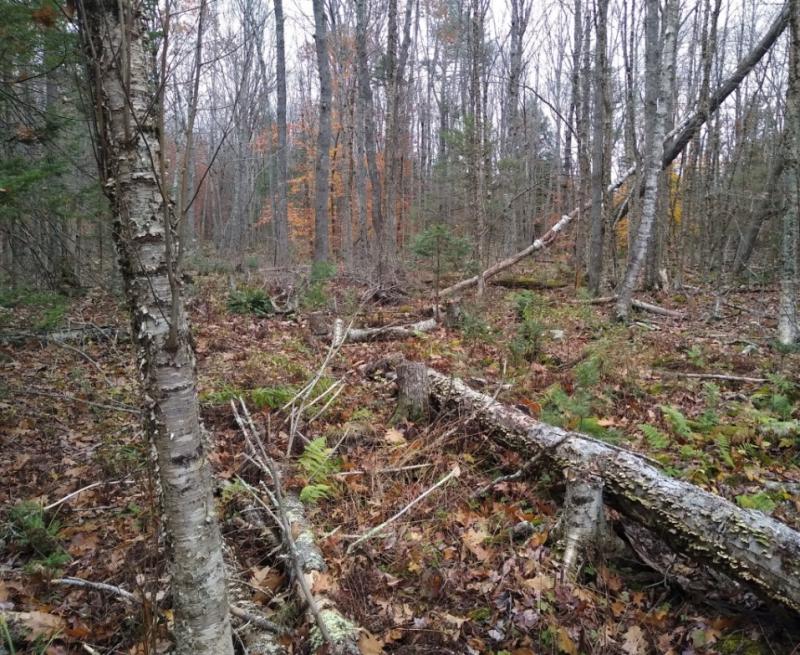 The recent Conservation Easement includes 49 acres of forest that provide wildlife habitat, clean air, slow climate change, and filter water; 26 of these acres are protected as forever wild so that the forest may grow and organize via natural processes. Courtesy of Midcoast Conservancy