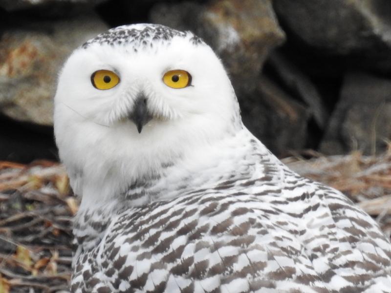 Snowy owl spotted at Ocean Point, Boothbay | Boothbay Register