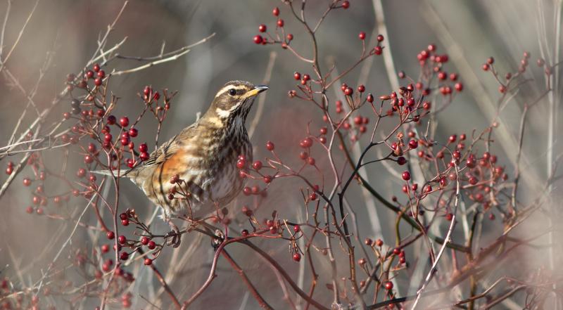 Like its cousins, the American robins, the redwing eats natural fruits and berries in winter, as this celebrity visitor was doing at a park in Portland while many socially distanced birders looked on. Doug Hitchcox photo #bird-column, #boothbay-register, #wiscasset-newspaper, #redwing, #birds, #Jeff-and-Allison-Wells, #Maine