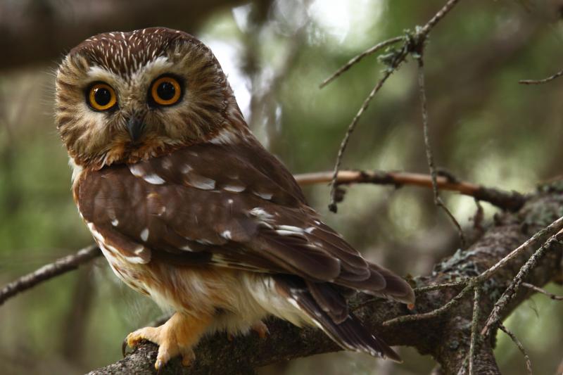 #bird-column, #jeff-and-allison-wells, #Boothbay-Register, #birds, #maine, #owls, #northernsawwhetowl