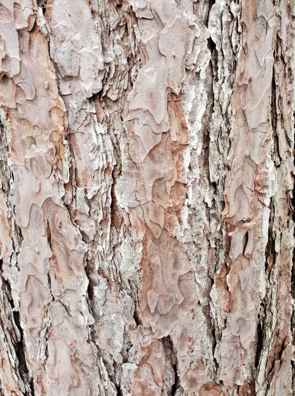 Bark patterns, colors and textures can be ways to identify trees during winter. The Red Pine’s reddish-brown bark (pictured) is where the tree’s name originates. Courtesy of BRLT