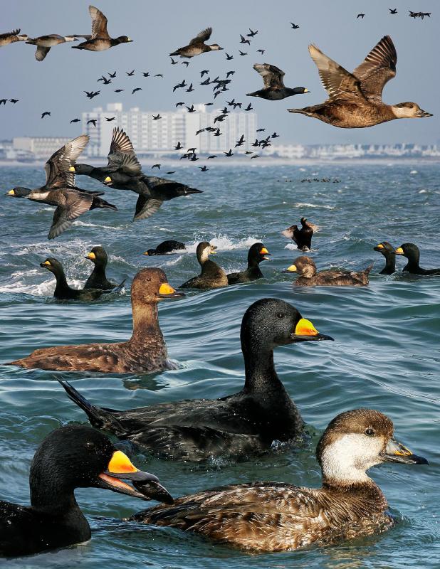 Black scoters are a common wintering bird along the Atlantic Coast of North America including along the Maine coast, but they stop over during migration along the Hudson-James Bay coast. From The Crossley ID Guide Eastern Birds by Richard Crossley, courtesy Wikimedia Commons. #bird-column, #boothbay-register, #wiscasset-newspaper, #birds, #maine, #jeff-and-allison-wells, #Mushkegowuk Council