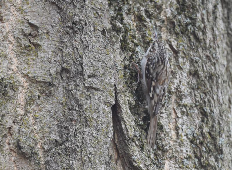 Brown creepers are tiny, unobtrusive birds that are superbly camouflaged as they creep up tree trunks from bottom to top. Photo courtesy of Andy Reago & Chrissy McClarren via Wikimedia Commons, Creative Commons Attribution 2.0 Generic license. #bird-column, #brown-creeper, #birds, #jeff-and-allison-wells, #Maine, #boothbay-register