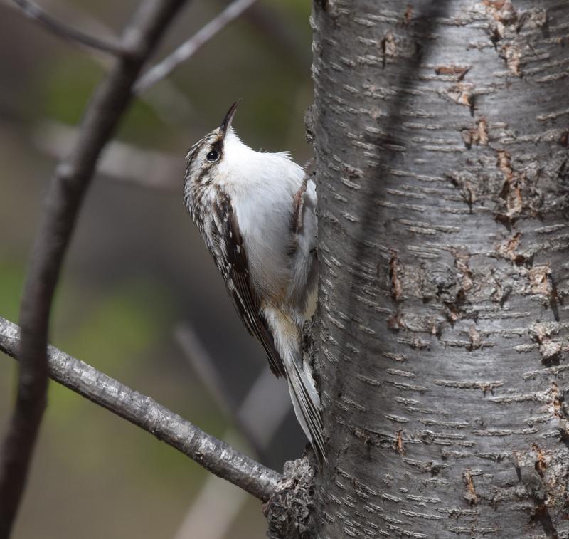 Mom Wells has had the good fortune of enjoying brown creeper visits to her home in the midcoast all winter. Photo courtesy of Andy Reago & Chrissy McClarren via Wikimedia Commons, Creative Commons Attribution 2.0 Generic license. #bird-column, #brown-creeper, #birds, #jeff-and-allison-wells, #Maine, #boothbay-register