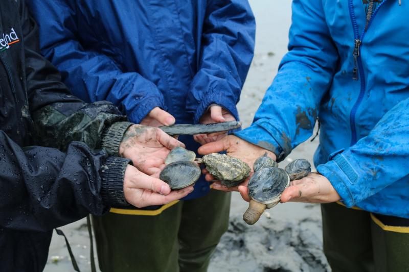Maine’s mudflats are home to a diverse range of wild shellfish species, including soft-shell clams (Mya arenaria), razor clams (Enis directus), quahogs or hard clams (Mercenaria mercenaria), and wild oysters (Crassostrea virginia). Jess Stumper photo
