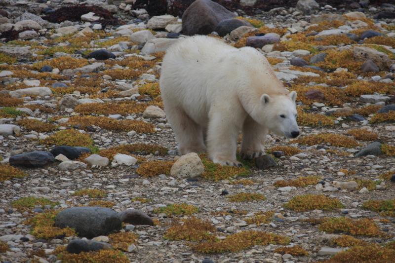 Birds, like scoters, that winter along our Maine coast may see polar bears during their migratory journey north through Hudson and James Bay. Photo courtesy of Traveling Otter from Wikimedia Commons. #bird-column, #boothbay-register, #wiscasset-newspaper, #birds, #maine, #jeff-and-allison-wells, #Mushkegowuk Council