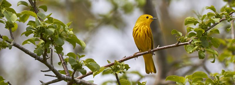 Two bird walks available - Boothbay Register