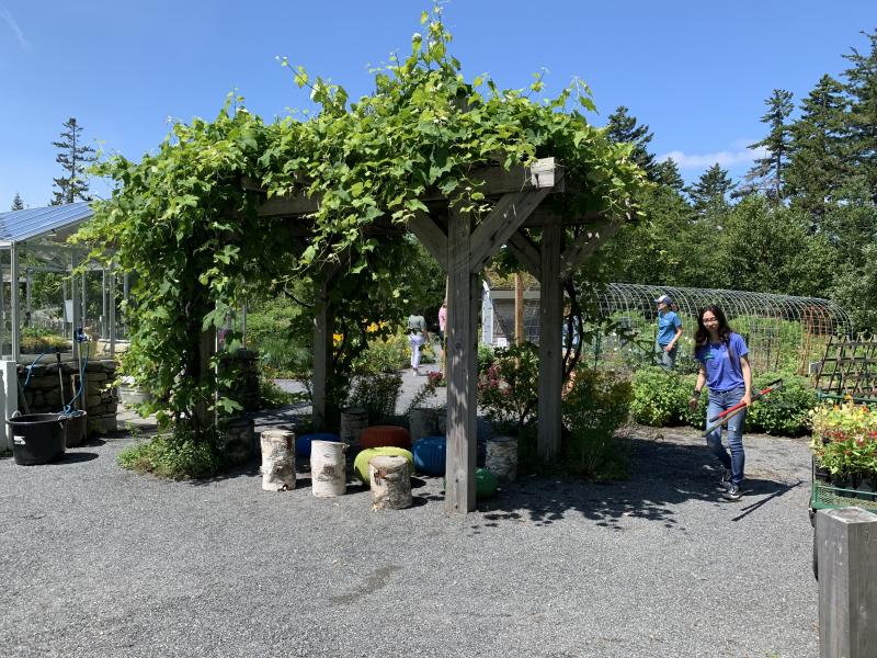 Grape arbor where storytime and the puppet show take place. LILLY CURTIS/Boothbay Register