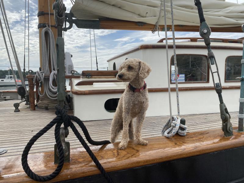 Leilani the poodle checks out the Wiscasset waterfront Aug. 19 from her home, the 1939, Wiscasset-built schooner When and If, as it arrives in Wiscasset Aug. 19 for the inaugural Schoonerfest. SUSAN JOHNS/Wiscasset Newspaper