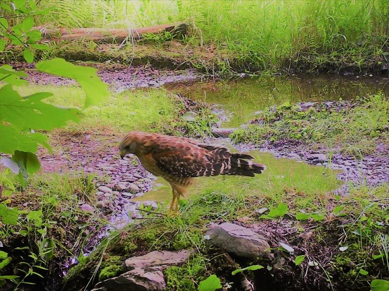 A Red-shouldered Hawk photographed by our neighbor's game camera this summer in Jefferson, Maine when it apparently was searching for frogs or other prey in a little wet area in the forest. Courtesy of Richard Del Gallo #bird-column, #maine, #Jeff-and-Allison-Wells, #birds, #boothbay-register, #wildlife-cams