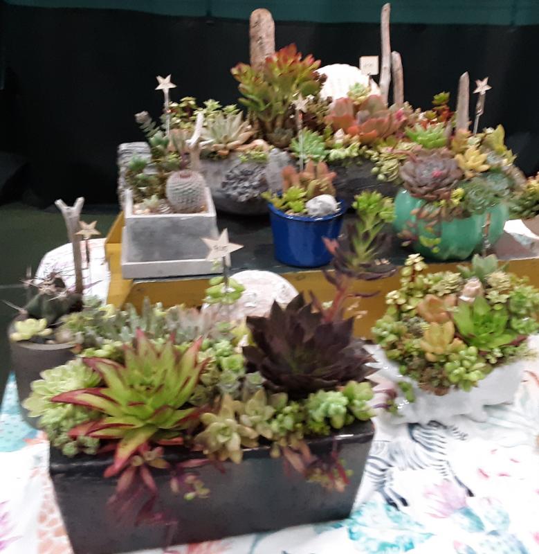 Nora Lally’s succulents are “Living Pieces of Art.”
JANE CARPENTER/ Boothbay Register