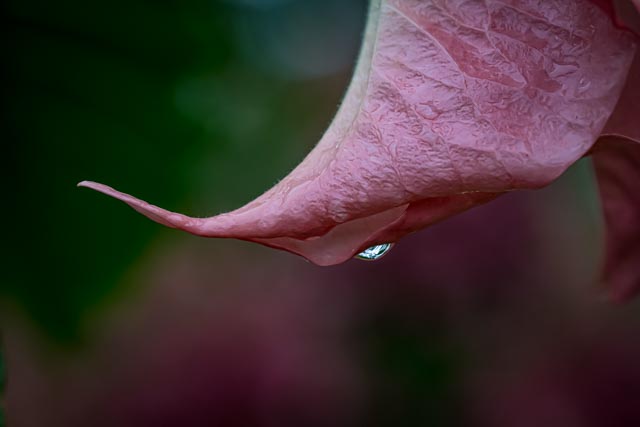 Martin Grassie photo
