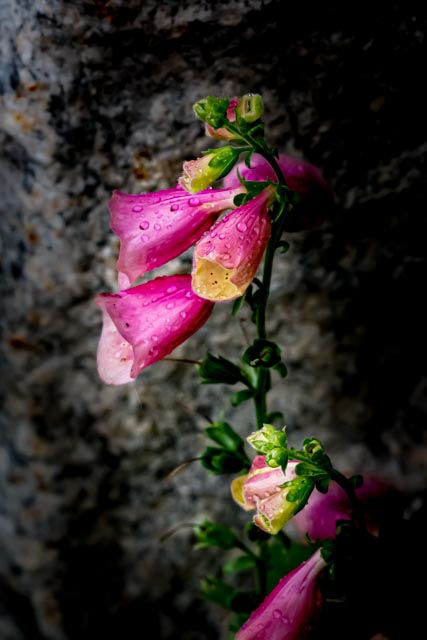 Martin Grassie photo
