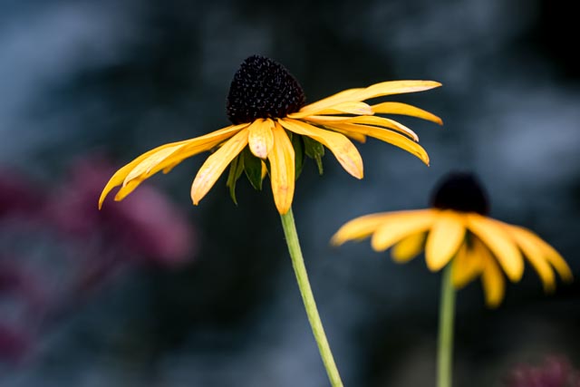 Martin Grassie photo