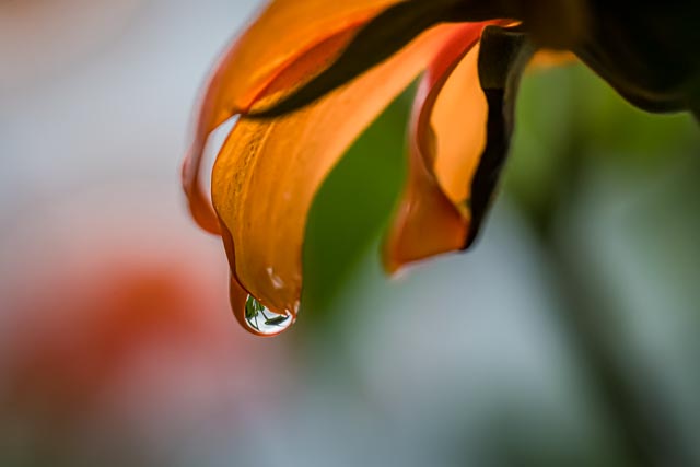 Martin Grassie photo