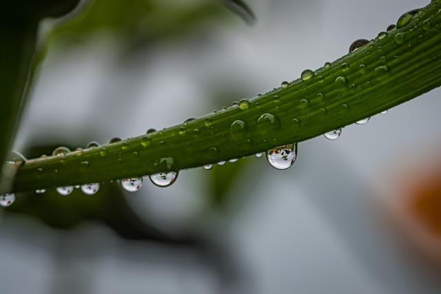 Martin Grassie photo