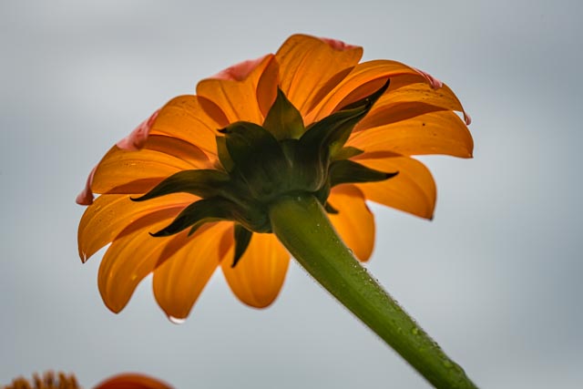 Martin Grassie photo