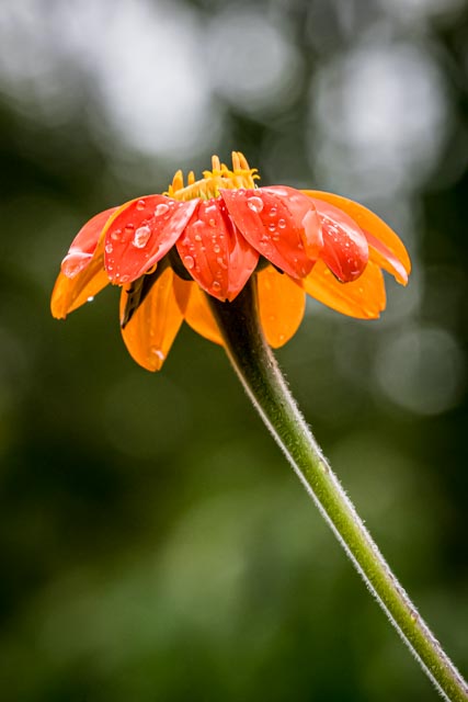 Martin Grassie photo