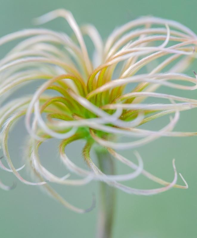 Lisa Mossel Vietze often works with a macro lens to create a softness and dreamlike quality that one might find in a painting. Courtesy of Maine Art Gallery Lisa Mossel Vietze