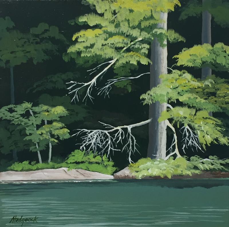 “The Venerable Pine” by Ann Hedgcock