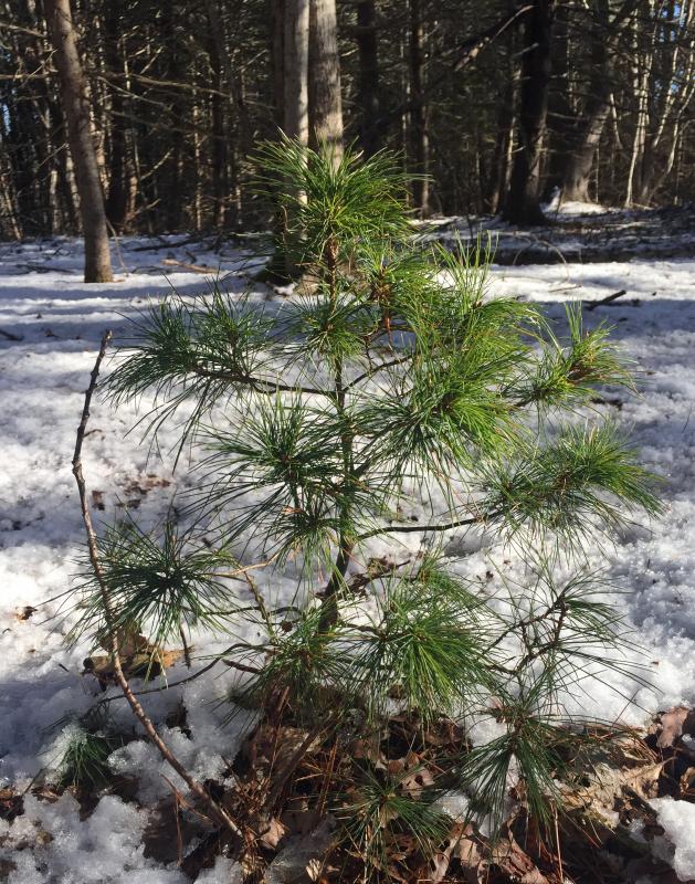 A healthy-looking Charlie Brown-type tree! LISA KRISTOFF/Boothbay Register