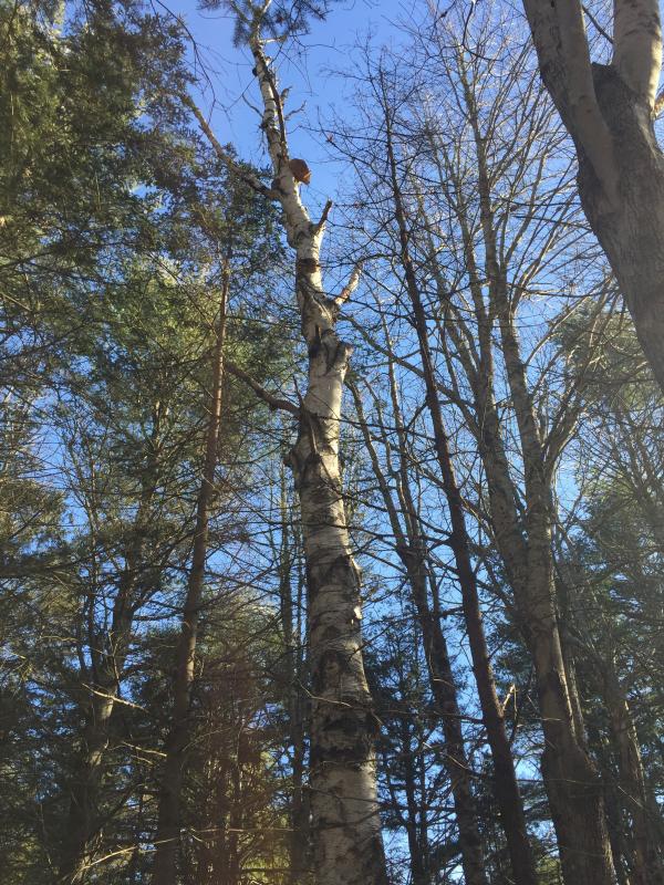 Birch skyscraper. LISA KRISTOFF/Boothbay Register