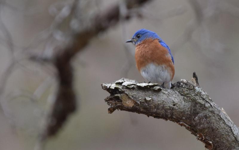 Backyard feeders are hosting eastern bluebirds this winter. They’re also being seen at places like the Penny Lake Preserve in Boothbay. Courtesy of Russ, Wikimedia #bird-column, #jeff-and-allison-wells, #boothbay-register, #birds, #maine