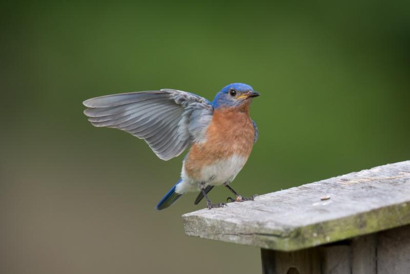 Concerned bird enthusiasts established “bluebird trails” (miles of bluebird nest boxes erected along roadsides) in response to conservation concerns, as a way to help their populations recover. Courtesy of Andy Reago & Chrissy McClarren. Wiki Commons #bird-column, #jeff-and-allison-wells, #boothbay-register, #birds, #maine