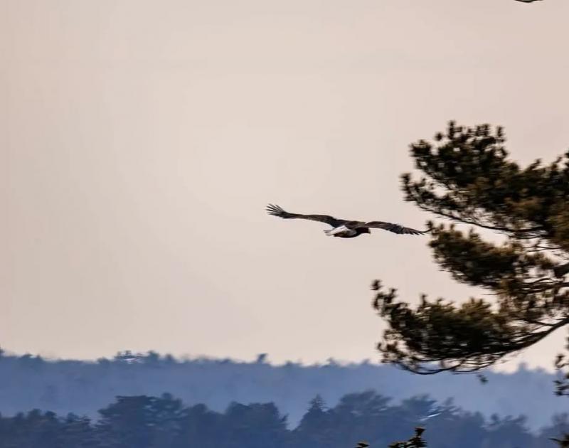 Sea-eagle spotted Jan. 23. Norman Bedard photo