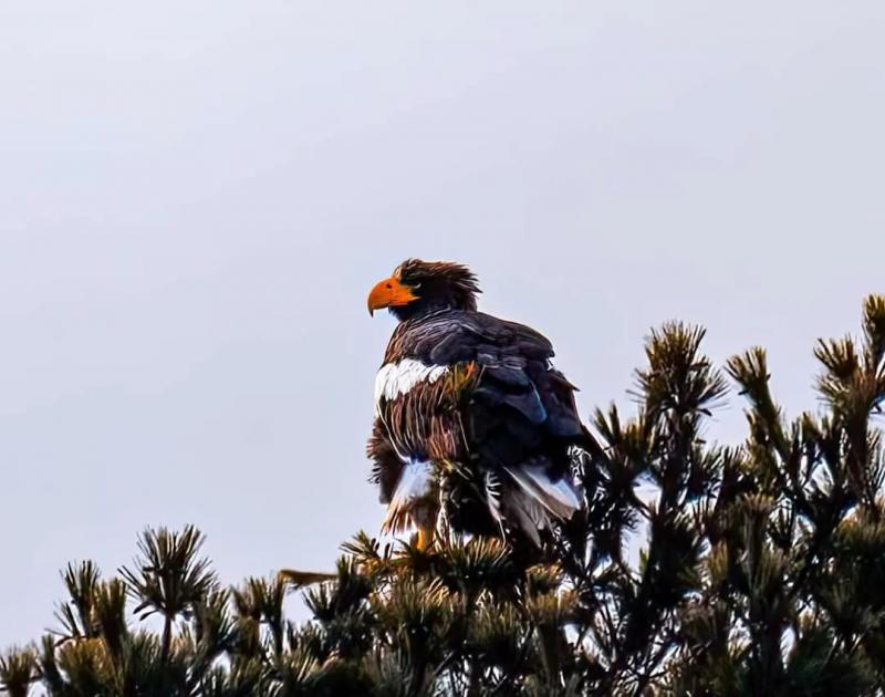 Sea-eagle spotted Jan. 23. Norman Bedard photo