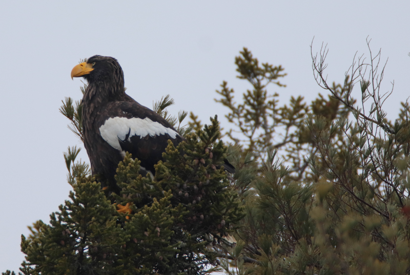 A 'Steller' Bird | Boothbay Register