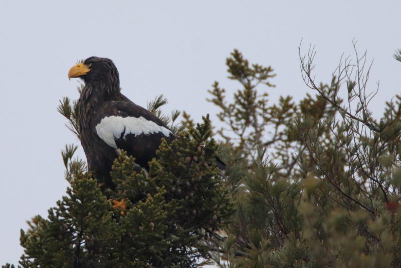 Despite its enormous size and striking characteristics, the celebrity Steller’s sea-eagle has eluded birders since January 24, last scene in Boothbay Harbor. Courtesy of Zachary Holderby #bird-column, #boothbay-register, #jeff-and-allison-wells, #maine, #birds, #Steller’s-sea-eagle