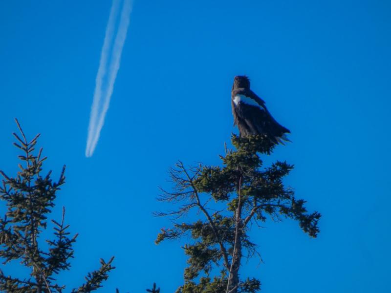 Sea-eagle at Spruce Point, Boothbay Harbor Jan. 16. Mike Talon (Old Town) photo