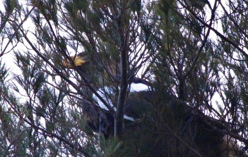 Sea-eagle spotted Jan. 6 in West Boothbay Harbor. Kaili Morgan photo