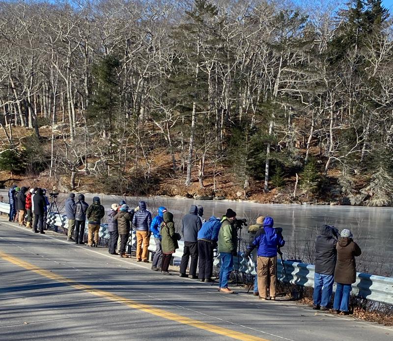 A crowd gathers at West Harbor Pond to view the eagle Jan. 15. Pam Baldwin photo