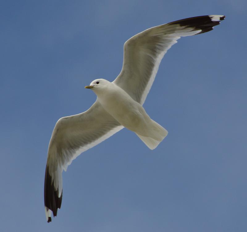 The bird known as a common gull is indeed common where this one was photographed in England, but it is an extreme rarity here in Maine. One was found in Eastport last week. Photo by Jacob Spinks, courtesy of Wikimedia Commons. #bird-column, #gulls, #sea-eagle, #jeff-and-allison-wells, #Boothbay-register, #birds, #maine, #commongull