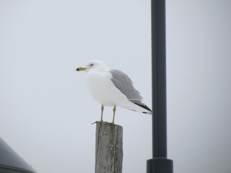The ring-billed gull is common here in Maine, unlike the common gull which looks quite similar. Ring-billed gulls are often found inland, far from the sea. Courtesy of Jeff Wells. #bird-column, #gulls, #sea-eagle, #jeff-and-allison-wells, #Boothbay-register, #birds, #maine